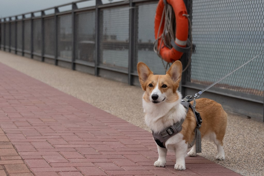 This photo taken on January 29, 2022 shows a pet dog being taken for a walk along the Central and Western District Promenade in Hong Kong. u00e2u20acu201d AFP pic