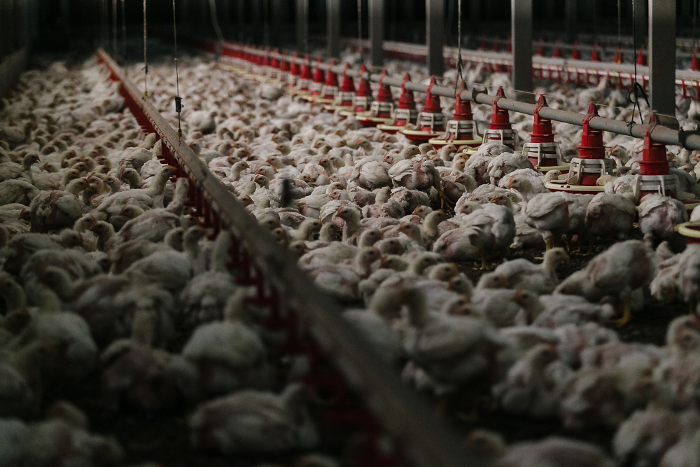 Chicks at at Ladang Selasih Aman poultry farm in Kalumpang, Selangor, February 28, 2022. u00e2u20acu2022 Picture by Devan Manuel
