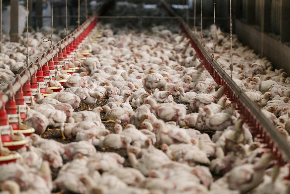 Chicks at at Ladang Selasih Aman poultry farm in Kalumpang, Selangor, February 28, 2022. u00e2u20acu2022 Picture by Devan Manuel