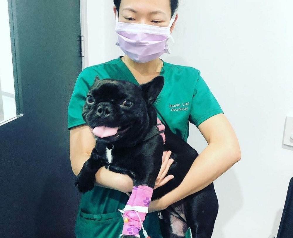 The owner of Phoebe the French Bulldog has spent a whopping RM597,291 to fix her health issues brought about from dodgy breeding practices. u00e2u20acu2022 Picture via Instagram/ phoebethefrenchbulldog000