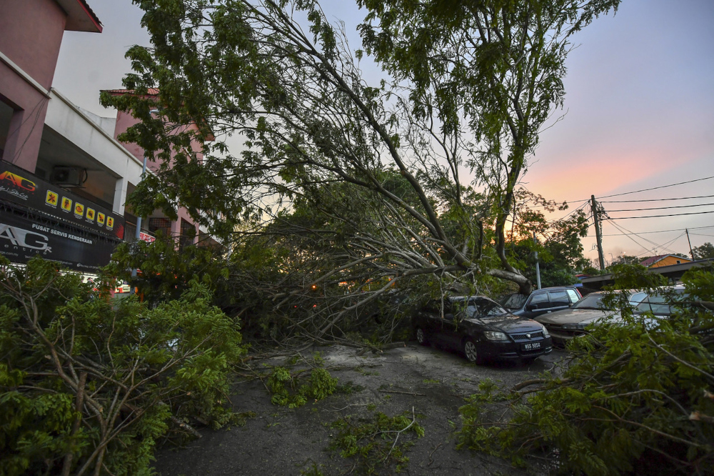 About 20 vehicles were damaged after being hit by a fallen tree during heavy rain and strong winds at the Cyber Valley car park in Dengkil, February 21, 2022. u00e2u20acu201d Bernama pic 