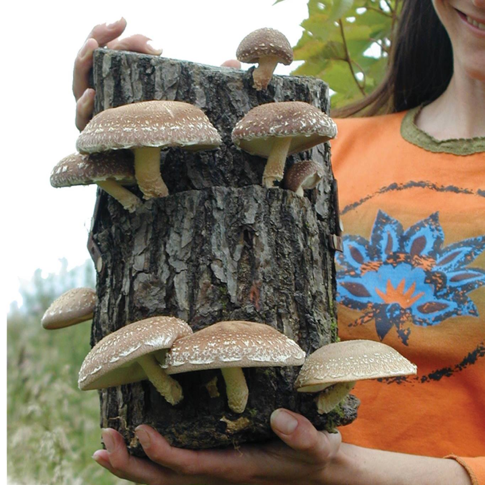 nFarmers in Japan are using hammers to increase their yield of mushrooms. u00e2u20acu2022 Picture via Facebookn