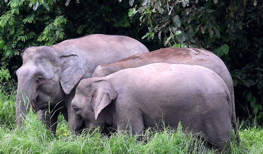 Perhilitan believed that the wild animal was the same elephant that frequents the rest and service area near Puncak Titiwangsa, Gerik, looking for food. u00e2u20acu201d Picture via Twitter