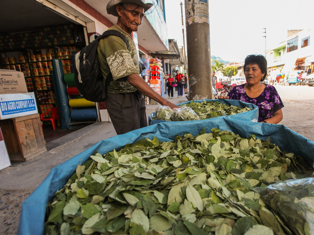 For centuries, indigenous peoples in Colombia, Peru and elsewhere on the continent have chewed the coca leaf and defended it as part of their cultural heritage. u00e2u20acu201d haak78/Shutterstock pic via ETX Studio
