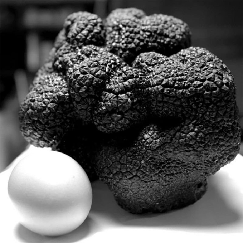 The authenticity of a giant truffle discovered by Bernard Planche will be guaranteed by an NFT during its auction. u00e2u20acu2022 Picture by Bernard Planche via ETX Studio
