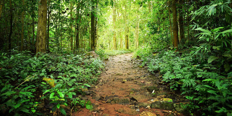 The meeting in Geneva will set the stage for a crucial UN biodiversity summit, initially due to be held in China in 2020, now likely to be held in August. u00e2u20acu201d Picture by Sanit Fuangnakhon / Shutterstock