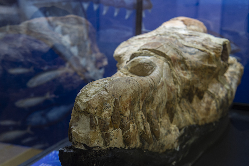 The fossil remains of a Basilosaurus' skull found in Ocucaje, Peru, are displayed by palaeontologists at a museum in Lima March 17, 2022. u00e2u20acu201d AFP pic