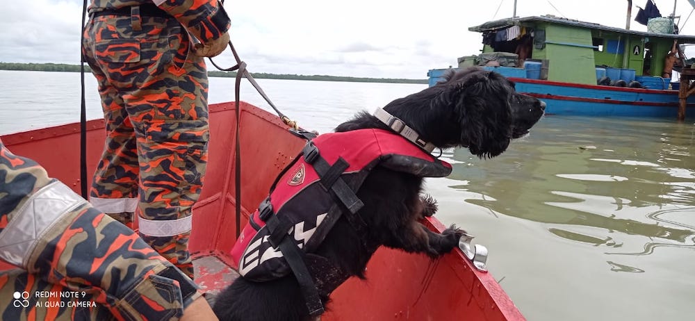 Bella from the Fire and Rescue Department’s K9 unit, being deployed to search for the missing boy on March 15. — Picture courtesy of Fire and Rescue Department