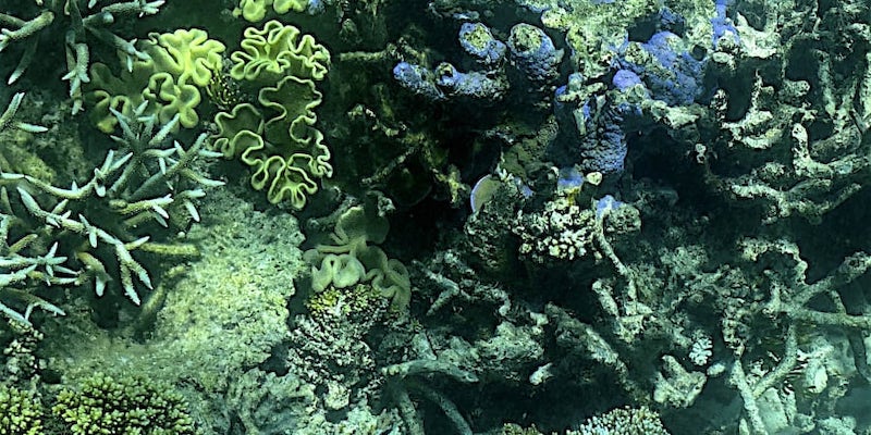 Corals on Australiau00e2u20acu2122s Great Barrier Reef has again been hit with u00e2u20acu02dcwidespreadu00e2u20acu2122 bleaching. u00e2u20acu201d AFP pic
