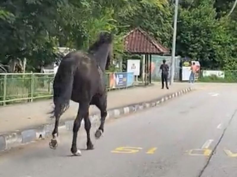 A black steed named Minahcurrent had escaped from Gallop Stable on March 22, 2022. u00e2u20acu201d Reddit picture via TODAY