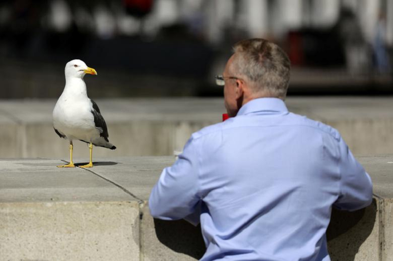 Venice hoteliers are arming guests with water pistols to ward off seagulls. u00e2u20acu201d Reuters pic