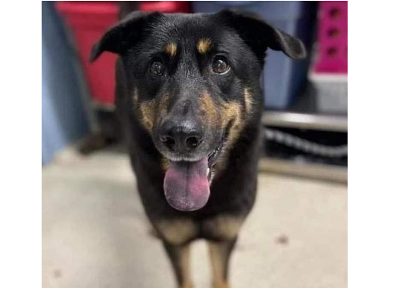 Fezco, now renamed Oscar, was abandoned at an animal shelter in North Carolina, US, as the owners claimed it was gay after it humped another male dog. u00e2u20acu201d Picture via Facebook Audu AbdulFatah Leco
