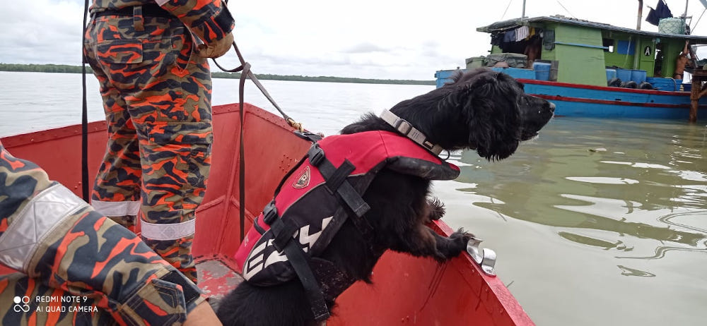 Bombau00e2u20acu2122s K9 unit Bella being deployed to search for the missing toddler March 15, 2022. u00e2u20acu201d Picture courtesy of Bomba 