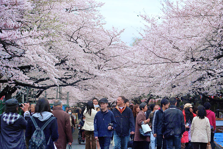 The 'sakura'-viewing crowds at Ueno Park in Tokyo.