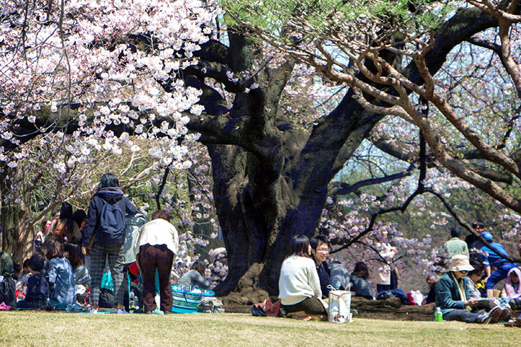 Shinjuku Gyoen in Tokyo becomes a haven for picnics and flower viewing ('hanami') during spring.