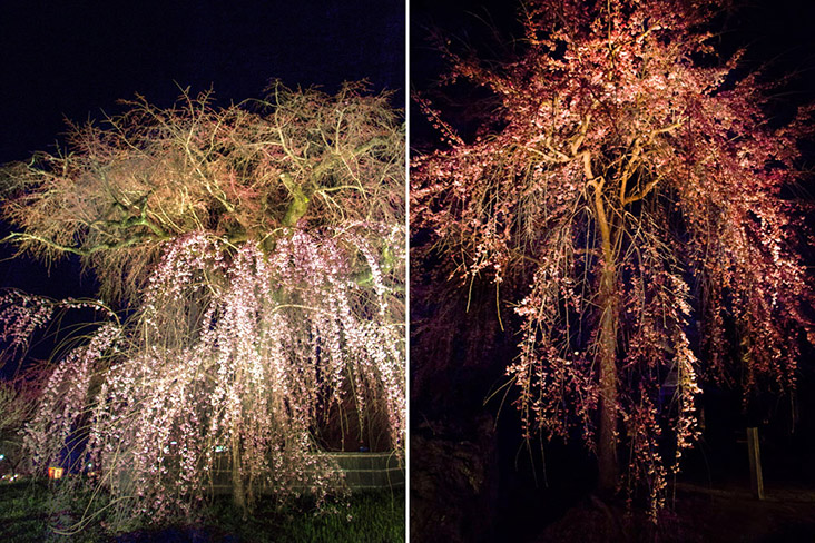 Maruyama Park’s famous weeping cherry tree (left). Fiery blossoms at Nijo Castle (right).