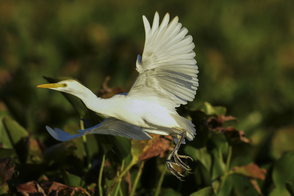 A great egret (Ardea Alba) overflies the Suchitlan Lake, in Suchitoto, 40km north of San Salvador. u00e2u20acu201d AFP pic