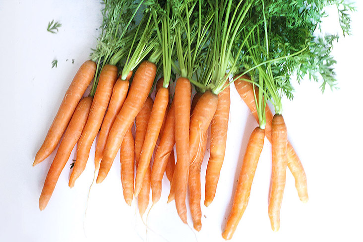 Fresh carrots, sold in bunches at the morning market.