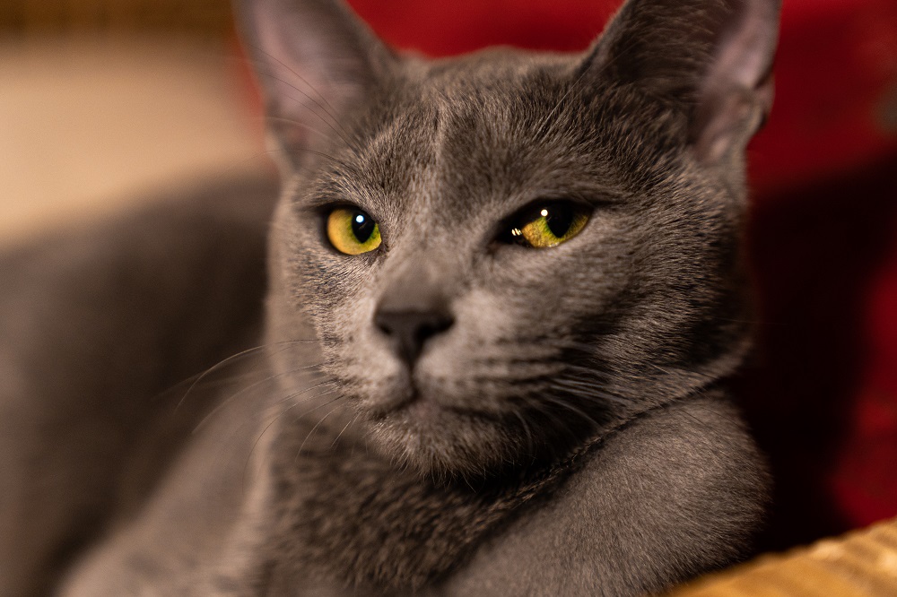 Federation Internationale Feline imposes sanctions and restrictions on Russian cats following Moscowu00e2u20acu2122s military invasion of Ukraine. u00e2u20acu2022 Pexels.com pic 