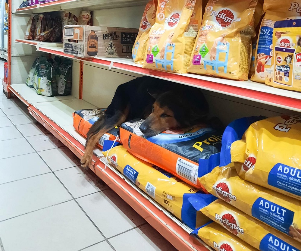 The stray dog ran into a 99 Speedmart store because it was frightened by loud thunder. u00e2u20acu201d Picture via Twitter