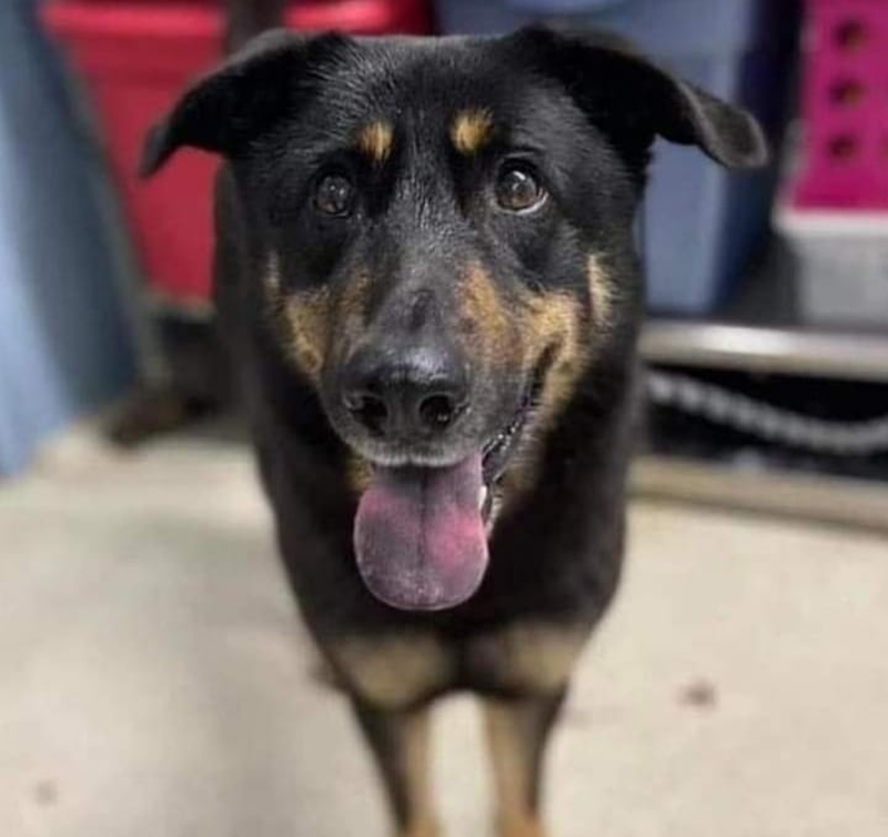 Fezco the dog has been abandoned at an animal shelter in North Carolina, US, as the owners claimed it was gay after it humped another male dog. u00e2u20acu201d Picture via Instagram