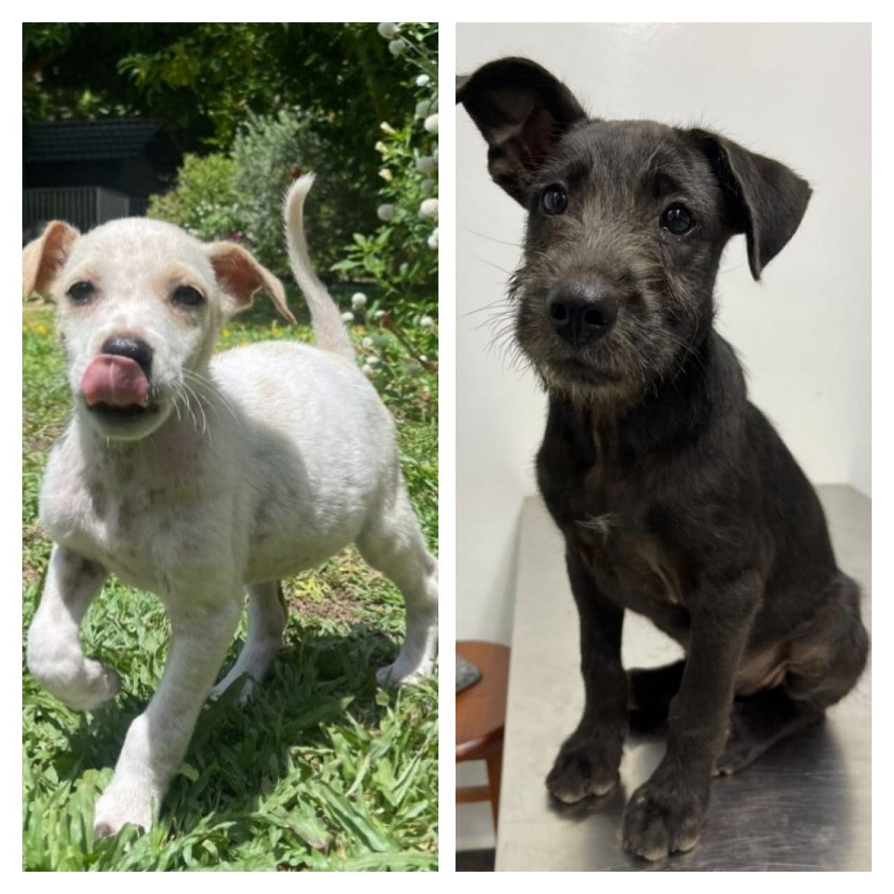 These two cuties are among the many dogs that will be put up for adoption during the Malaysian Dogs Deserve Better adoption drive this Sunday at The Square, Jaya One in Petaling Jaya. u00e2u20acu2022 Pictures via Facebook/ Malaysian Dogs Deserve Better