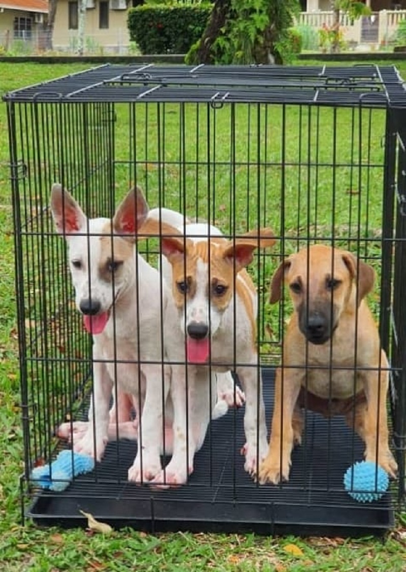 The Malaysian Dogs Deserve Better will be having an adoption drive this Sunday at The Square, Jaya One in Petaling Jaya. ― Picture via Facebook/ Malaysian Dogs Deserve Better