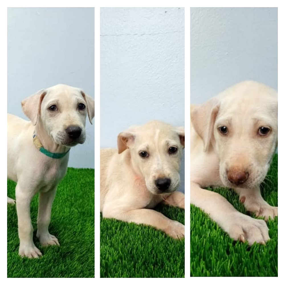 These three puppies are among the 20 puppies that will be at Malaysian Dogs Deserve Better (MDDB) adoption drive at Eco Ardenceu00e2u20acu2122s Ardence Labs in Persiaran Setia Alam, Shah Alam on Saturday, March 11, from 11am to 6pm. u00e2u20acu2022 Pictures courtesy of MDDB