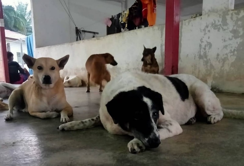 Malaysian Dogs Deserve Better currently looks after 260 dogs from the streets. u00e2u20acu2022 Picture via Facebook/ Malaysian Dogs Deserve Better