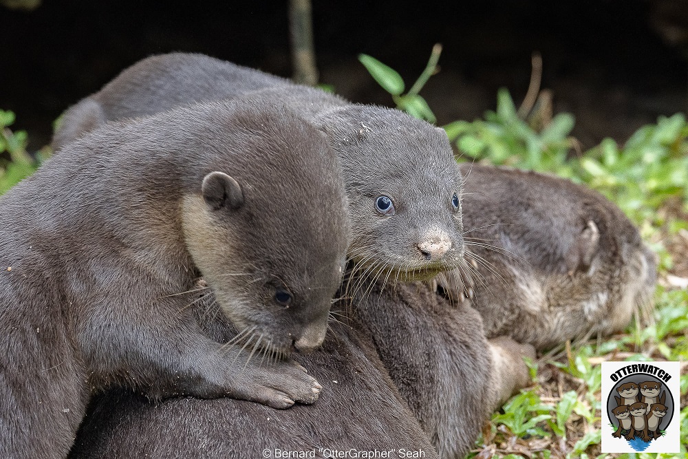 A family of otters had been blamed for the demise of eight koi fish and 50 goldfish in Singapore. u00e2u20acu2022 Picture via Facebook/ OtterWatch