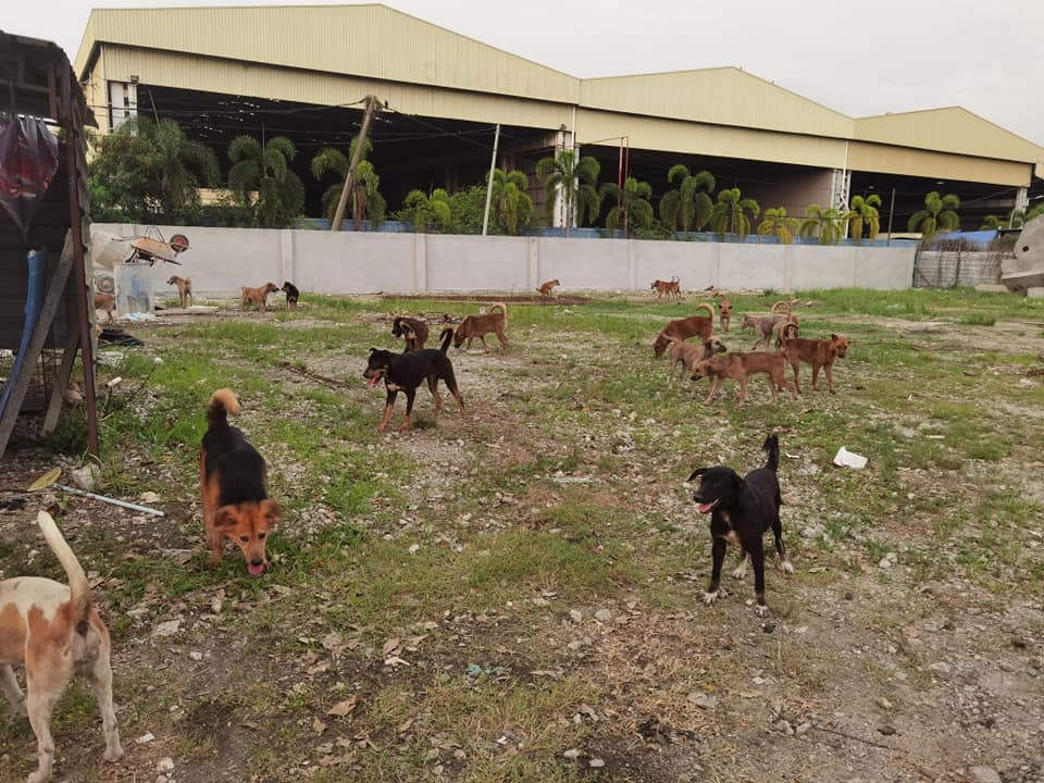 After relocated to a godown in Sitiawan for less than a week, Persatuan Kebajikan dan Suara Haiwan Jalanan Manjung Perak has been asked to move again. u00e2u20acu201d Picture via Facebook