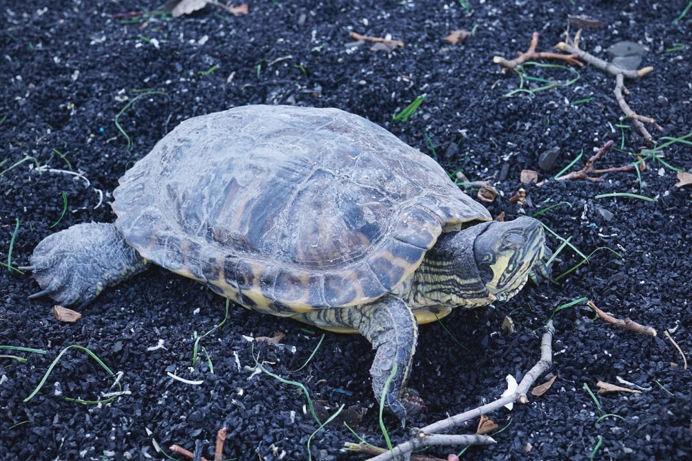 The injured turtle found by Ukrainian journalist Dima Replianchuk near an apartment building in Obolon, Kyiv. u00e2u20acu2022 Picture via Facebook/ Dima Replianchuk