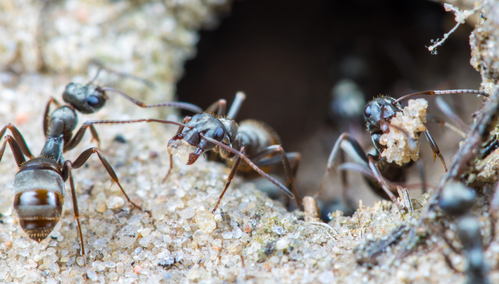 A species of ant has been found able to identify cancerous cells in humans. u00e2u20acu201d Rainer Fuhrmann/Shutterstock pic via ETX Studio
