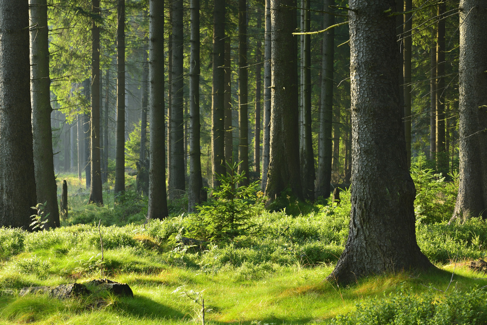 The study suggests favoring a mix of species, but above all choosing tree types adapted to the local climate, as well as to the fertility and composition of the soil. u00e2u20acu201d dugdax/Shutterstock pic via ETX Studio