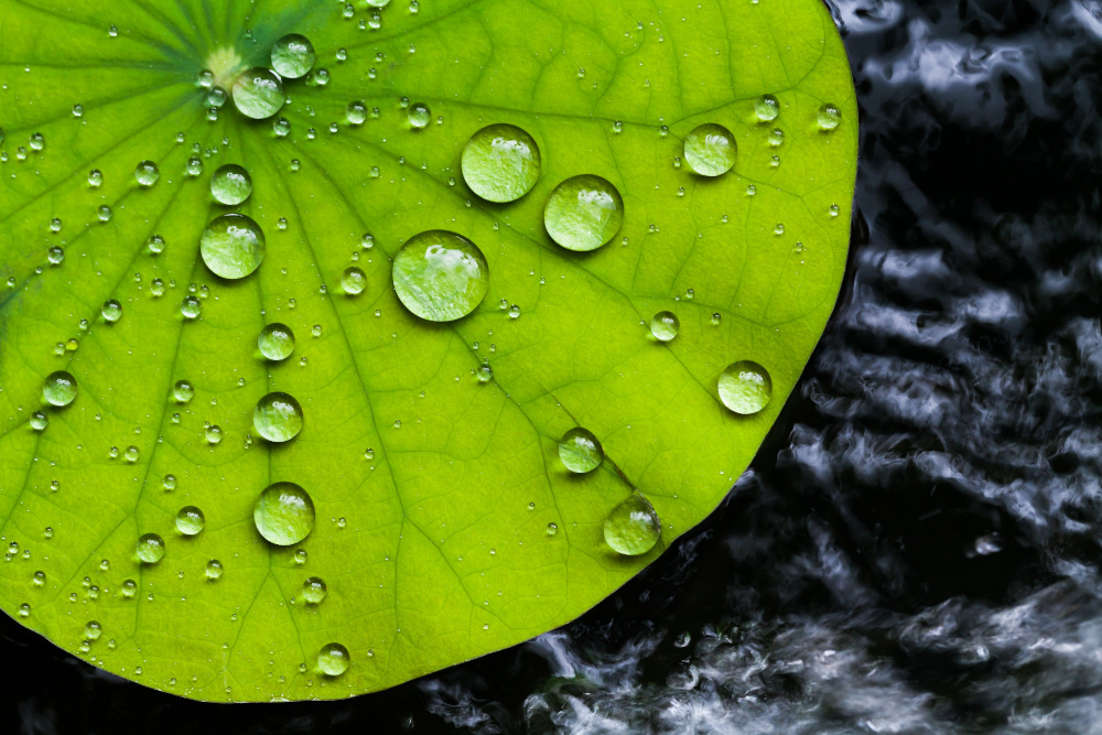 Australian researchers have developed a bioplastic based on the hydrophobic properties of the lotus leaf. u00e2u20acu201d aeiddam0853578919/Shutterstock pic via ETX Studio