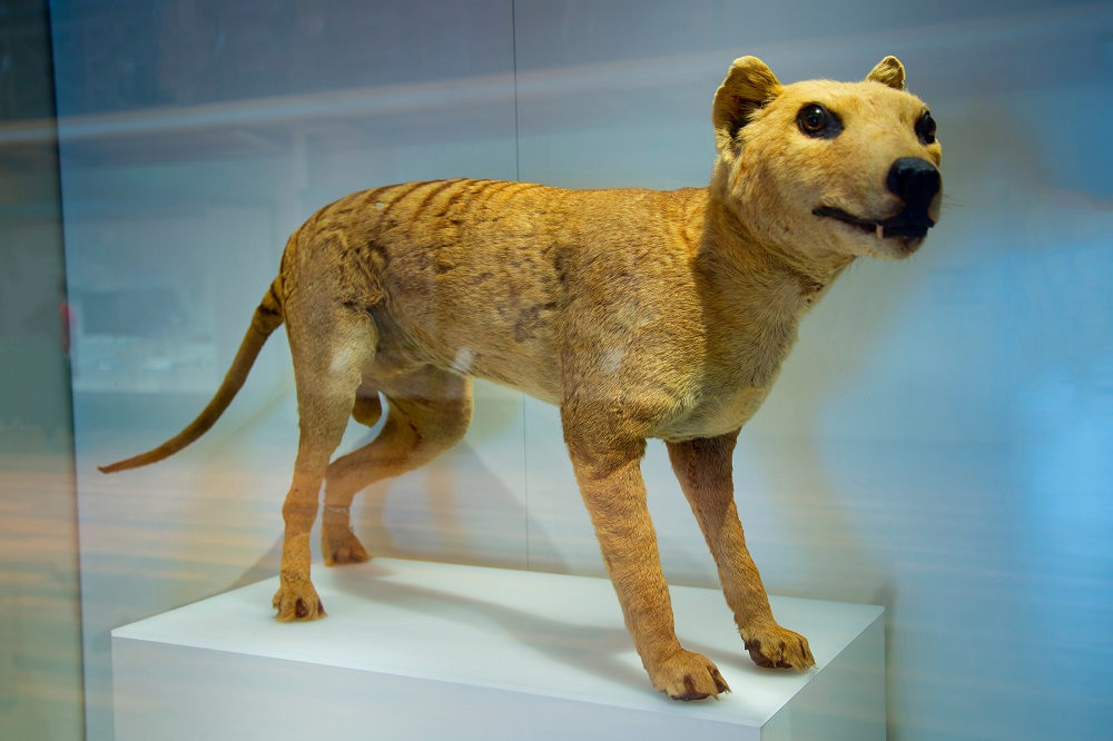 The Tasmanian tiger is an animal species officially considered extinct since 1982. u00e2u20acu2022 Shutterstock pic