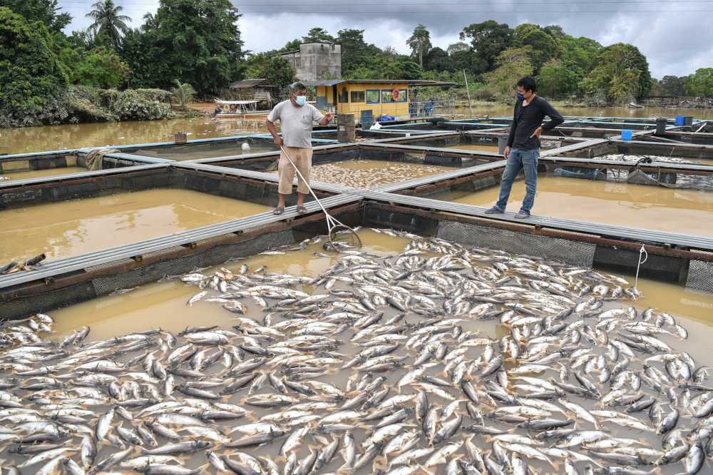 Fish breeders Mohd Zelan Mat (left) and Marwan Bidin survey the dead patin fish in Kampung Beladau Selat in Kuala Terengganu, March 3, 2022. u00e2u20acu2022 Bernama pic 