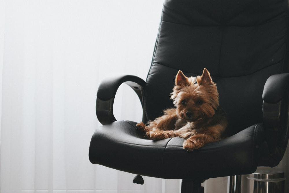 Going back to the physical office is raising many questions and concerns for dog owners. u00e2u20acu201d Vlad Shu/Unsplash pic via ETX Studio