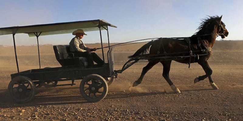 A Mennonite man rides a horse-drawn cart at the Mennonite village of Sabinal in Chihuahua state, Mexico. u00e2u20acu201d AFP pic