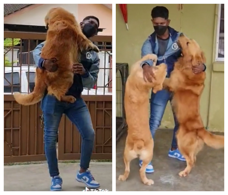 Paandiyeraj hugging and kissing his two Golden Retrievers, Nala and Simba. u00e2u20acu201d Screenshot via TikTok/paandichelsea