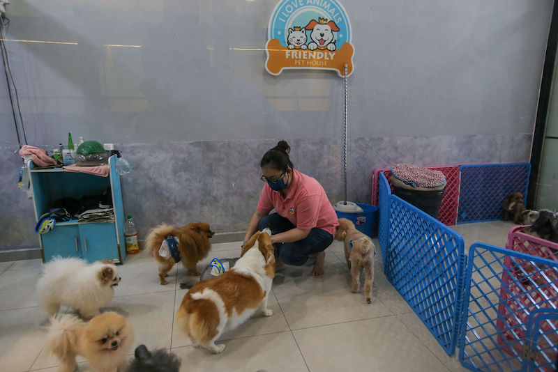 Grooming centres are providing socialising services for dogs where they are put in open areas with other dogs to let them mingle with each other. u00e2u20acu201d Picture by Farhan Najib