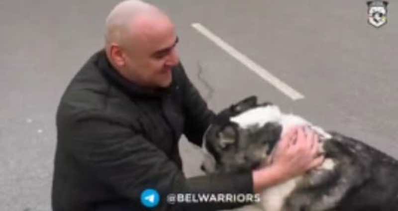 The joy displayed by Nessy the Husky moments after it got reunited with its owner. u00e2u20acu201d Screen capture from Telegram/ @belwarriors