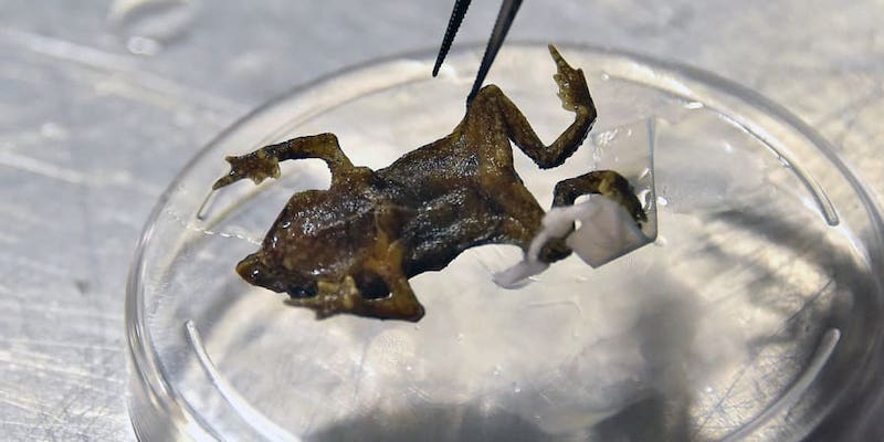 View of a Rhinella festae toad at the National Institute of Biodiversity in Quito. u00e2u20acu201d AFP pic