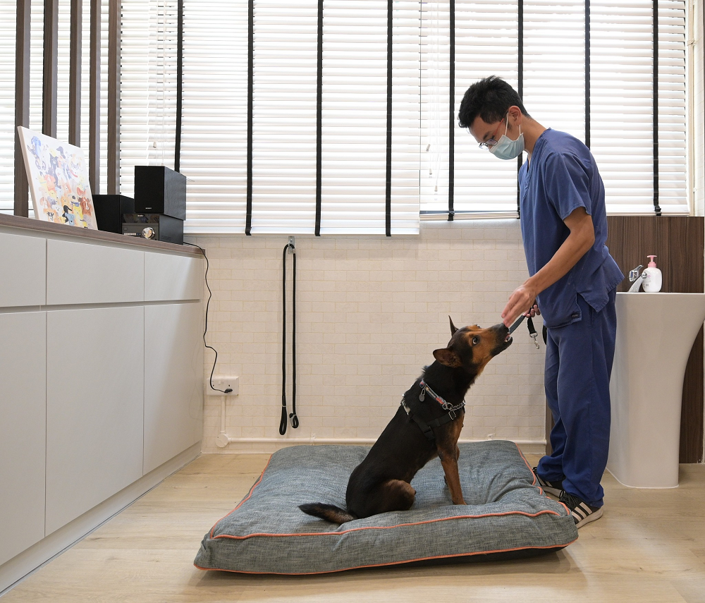 The Visitoru00e2u20acu2122s Lounge at the Centre for Animal Rehabilitation is designed to mirror a home environment to help facilitate the animalu00e2u20acu2122s gradual integration into pet life. u00e2u20acu201d Picture via Facebook/ NParks