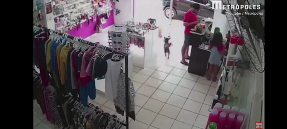 nThe dog made its getaway after successfully stealing a toy from a shop in Sao Paulo in Brazil. u00e2u20acu201d Screen capture vua YouTube n