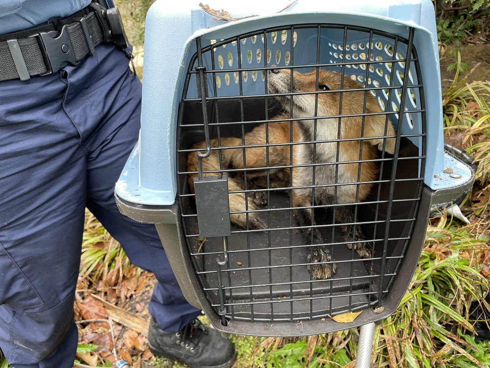 This handout photo taken and released by US Capitol Police shows a red fox that was captured by DC animal control outside the US Capitol in Washington April 5, 2022. u00e2u20acu201d Handout by US Capitol Police via AFP