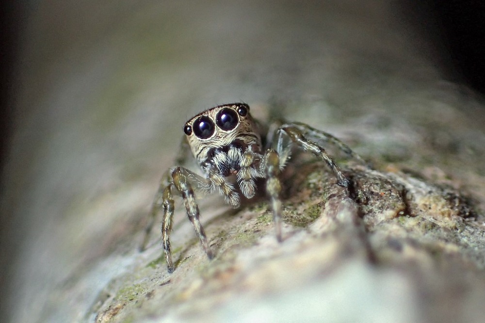 This handout made available by Natural History Museum of Bern shows a female Guriurius Minuano, the 50,000th spider registered in the World Spider Catalogue. u00e2u20acu201d AFP pic