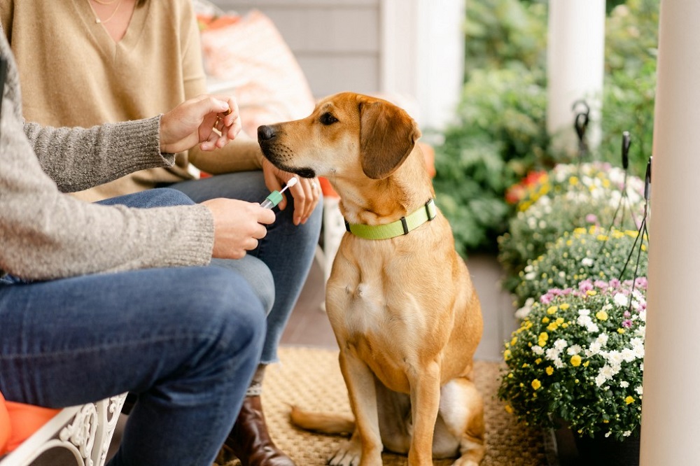 This handout photo provided by Embark Veterinary on April 15, 2022 shows a person taking a sample from their dog in order to test the dog's DNA. u00e2u20acu201d Handout via AFP