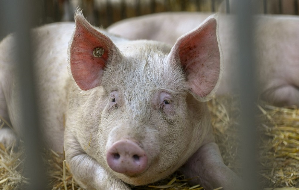 Pigs lie on straw in their stable at Schultenhof, an organic livestock farm in Dortmund February 3, 2020. u00e2u20acu201d AFP pic