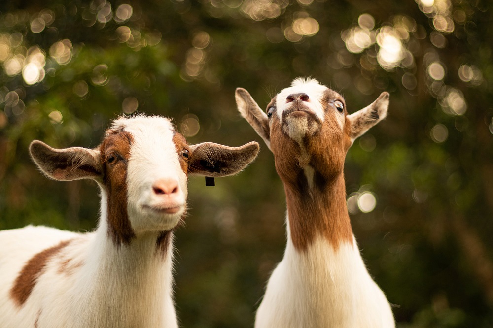 Looking for a lawnmower for your garden? How about abandoning the electrical appliances and renting a goat or a sheep instead? u00e2u20acu201d Unsplash pic